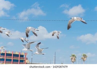 Group Of Large White Seagulls Flying On Cloud Blue Sky Near Power Line And Palm Tree. White Seabirds Flying Near Corpus Christi, Texas, USA Beach.