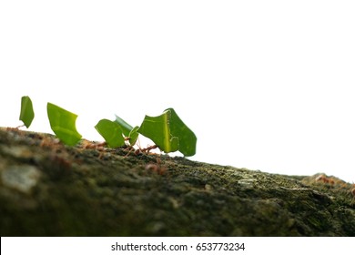 Group Of Leaf Cutter Ants Carrying Pieces Of Leafs