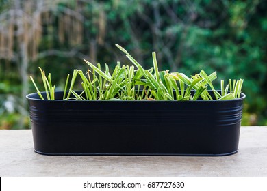 Group of lemon grass in black pot.