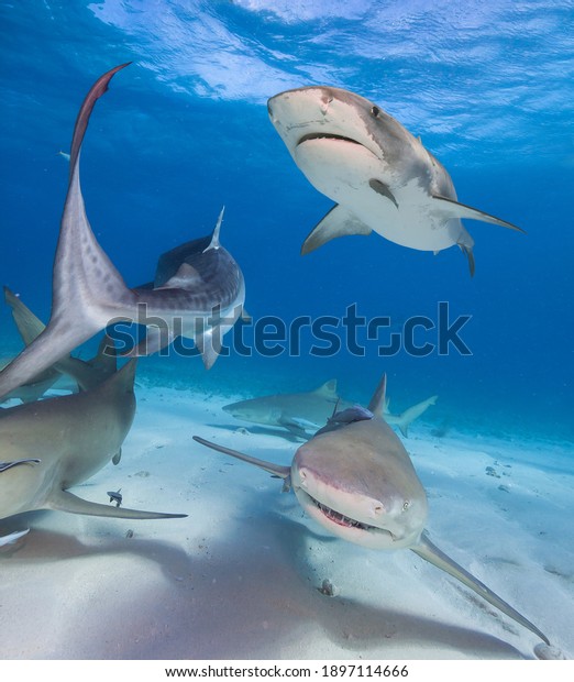 Group of Lemon and Tiger\
sharks.