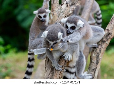 Group Of  Lemur Catta  (ring Tailed Lemur) Fight Over Food From Plastics Pack Give From Human At The Park.