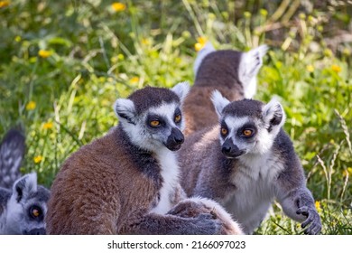 Group Of Lemur In Its Enclosure In A Zoo