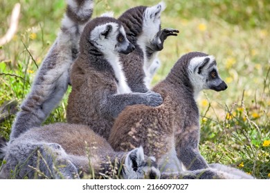 Group Of Lemur In Its Enclosure In A Zoo