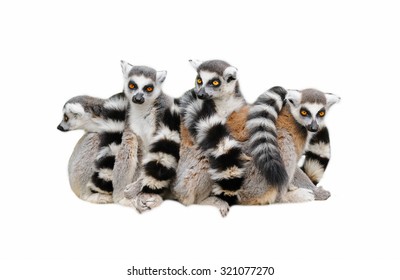 Group of  lemur katta (Lemur catta) on white background