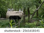 A group of lemurs sitting on the roof of a shelter in a zoo exhibit. Friends, group, family. Lemurs in the zoo, grooming, lemurs watching the surroundings.