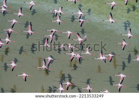 A group of Lesser flamingos flying over a soda lake in the Rift Valley, Kenya