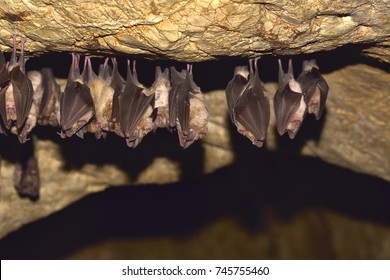 Group of Lesser horseshoe bat (Rhinolophus hipposideros