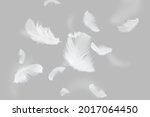 Group of Light White Feathers Flaoting on Gray Background.