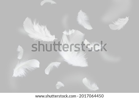 Group of Light White Feathers Flaoting on Gray Background.