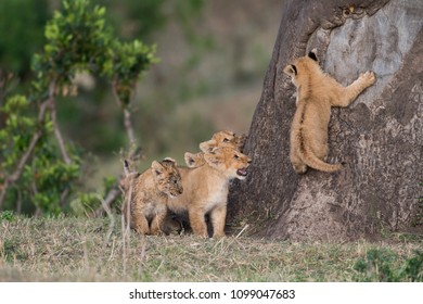 A group of lion cubs trying to climb a tree in Masai Mara Game Reserve, Kenya - Shutterstock ID 1099047683