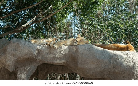 group of lionesses resting on a rock, lioness sleeping under a tree shadow in a safari zoo in Puebla Mexico - Powered by Shutterstock