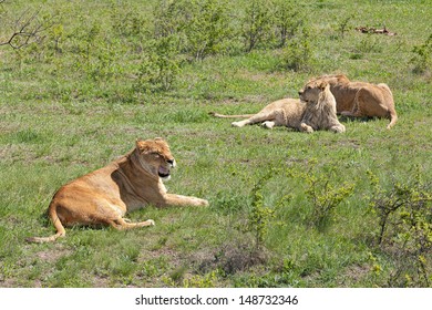 Group Lions Lionesses One Lioness Roars Stock Photo 148732346 