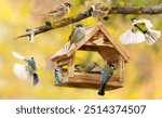 Group of little birds feeding on a bird feeder with sunflower seeds on autumn background. Great tit, blue tit, sparrow, greenfinch