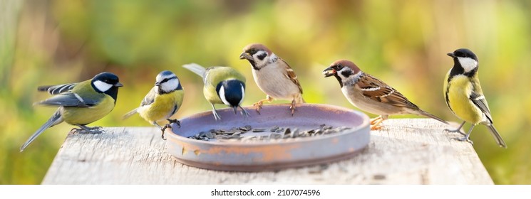 Group of little birds perching on a bird feeder with sunflower seeds  - Shutterstock ID 2107074596