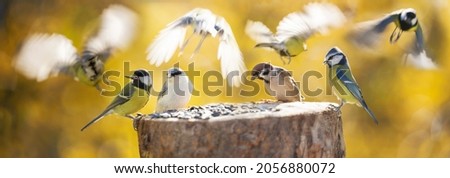 Group of little birds perching on a bird feeder on autumn background