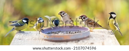 Group of little birds perching on a bird feeder with sunflower seeds 