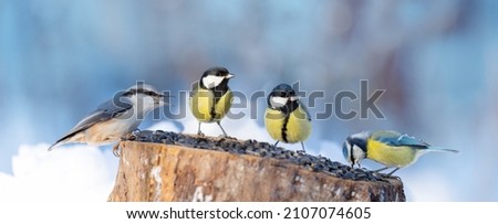 Group of little birds perching on a bird feeder with sunflower seeds. Winter time