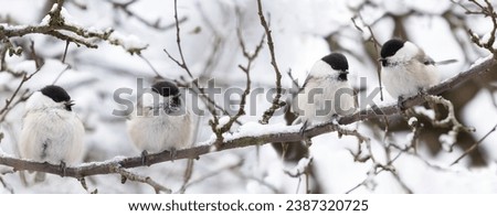 Group of little birds perching on snowy branch. Black capped chickadee. Winter time