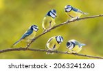 Group of little birds sitting on the branch of tree on blurred background. The blue tit ( Parus caeruleus )