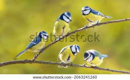 Group of little birds sitting on the branch of tree on blurred background. The blue tit ( Parus caeruleus )