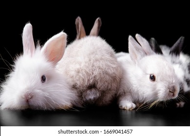 cute little baby bunnies