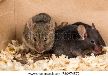 Group little mouse