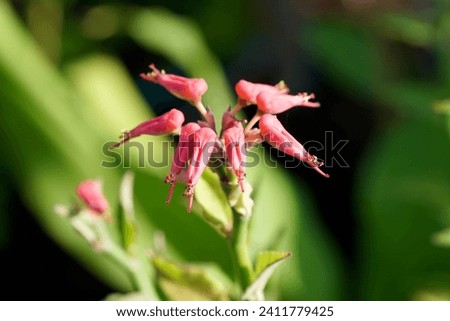 Group of little red bird flowers, Slipper plant, Candelilla, Tall slipper plant, Slipper spurge (Euphorbia bracteata) in the morning light. Beautiful flower and nature background or wallpaper.