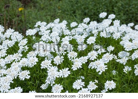 Group of little white flowers iberis sempervirens in the garden. Blooming of candytuft plant perennial. Beautiful small flowers opens  springtime. Floral background wallpapers.
