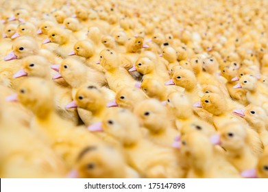 group of little yellow ducklings