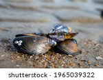 Group of live mussels clams lies on sand at low tide in North sea close up