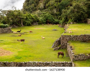 Group Of Llamas At Machu Picchu Mountain, Peru. 