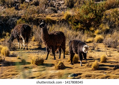 Group Llamas Mountains Andes Stock Photo 1417808345 | Shutterstock