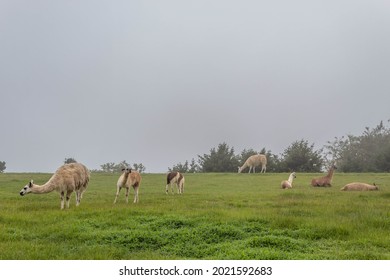 Group Of Llamas Resting On A Pasture In Machu Picchu