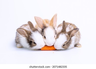 Group of Lovely bunny easter fluffy rabbit, Adorable baby rabbit eat carrot on white background. The Easter white creamy hares eat carrot, a concept for Easter. Close - up of a rabbit.