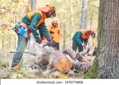 Group lumberjack in the forest saws logs to firewood with chainsaw - Powered by Shutterstock