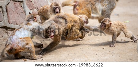 A group of macaques are fighting