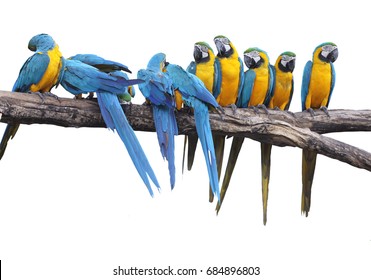 Group Of Macaw Isolated On White Background.