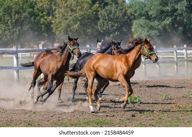 Group Majestic Horses Running Corral Stock Photo 2158484459 | Shutterstock