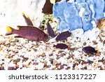Group Malawi cichlid fish n the aquarium