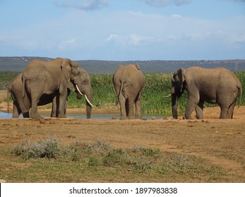 ゾウ の画像 写真素材 ベクター画像 Shutterstock