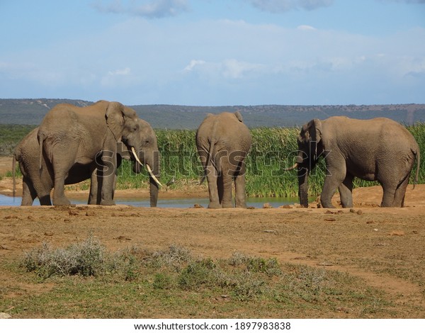 A\
Group Of Male Elephants At A Watering Hole South\
Africa