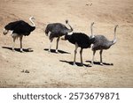 Group of male and female Ostriches, Namibia
