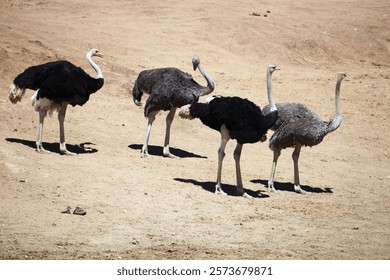 Group of male and female Ostriches, Namibia
