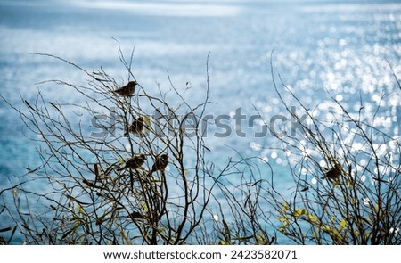 Group of male house sparrow birds sitting on plant in the ocean. Birdwatching in the sea.