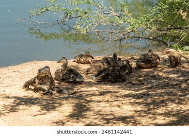 A group of mallard ducks resting in the shade on the shore of a lake. - Powered by Shutterstock