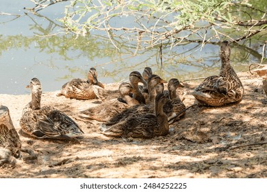 A group of mallard ducks resting in the shade on the shore of a lake. - Powered by Shutterstock