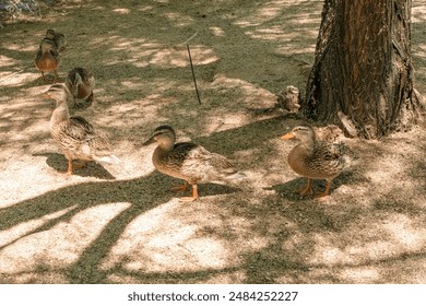 A group of mallard ducks resting in the shade on the shore of a lake. - Powered by Shutterstock