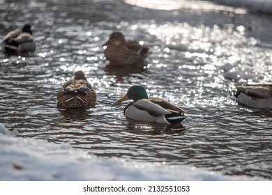 A Group Of Mallard Males And Females Swims In A Small River In A Park In Winter, Backlit