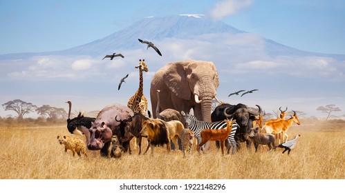 Group many African animals giraffe  lion  elephant  monkey   others stand together in and Kilimanjaro mountain background