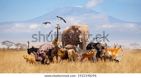 Group of many African animals giraffe, lion,\
elephant, monkey and others stand together in with Kilimanjaro\
mountain on background